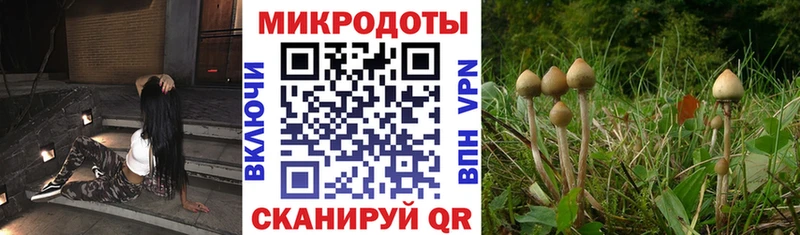 Псилоцибиновые грибы Psilocybe  что такое наркотик  Моршанск 